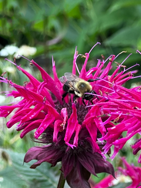 flower and bee