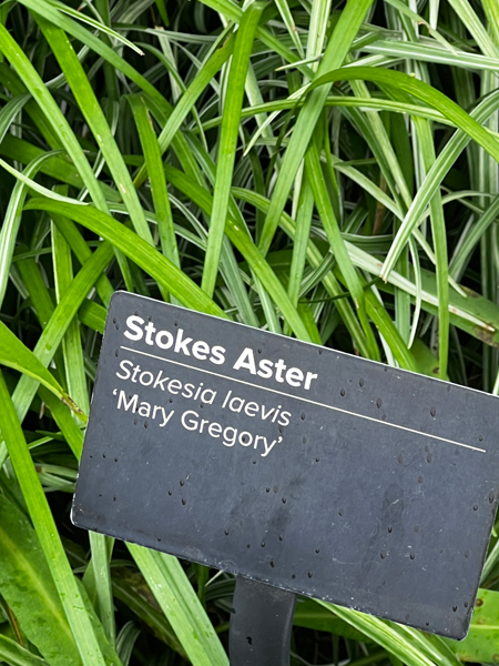 Stokes Aster flower