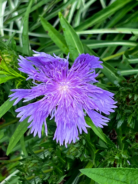 flowers at the Roger Williams Botanical Park