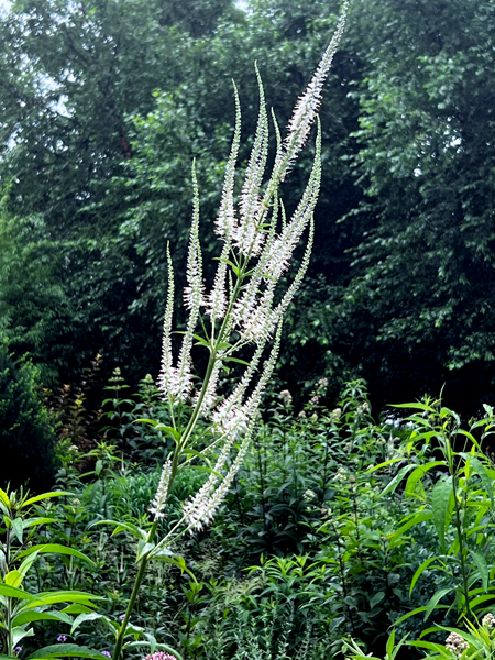 flowers at the Roger Williams Botanical Park