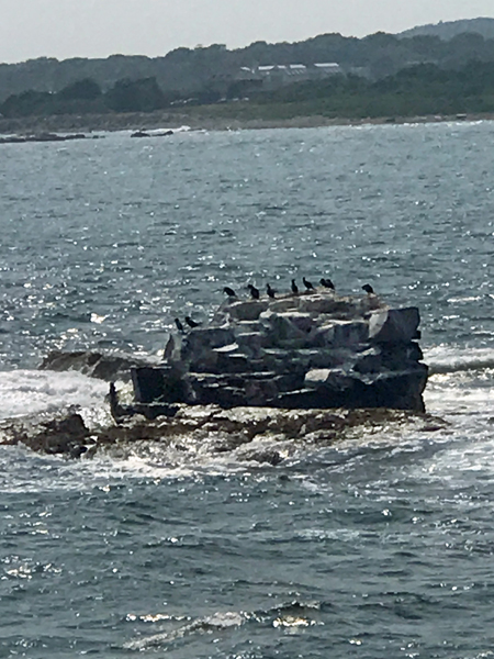 A sort-of-big rock with lots of birds on it