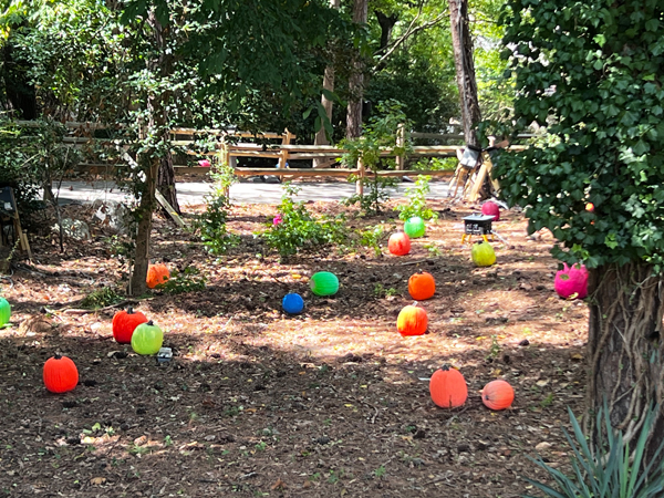 pumpkins at Stone Mountain Park