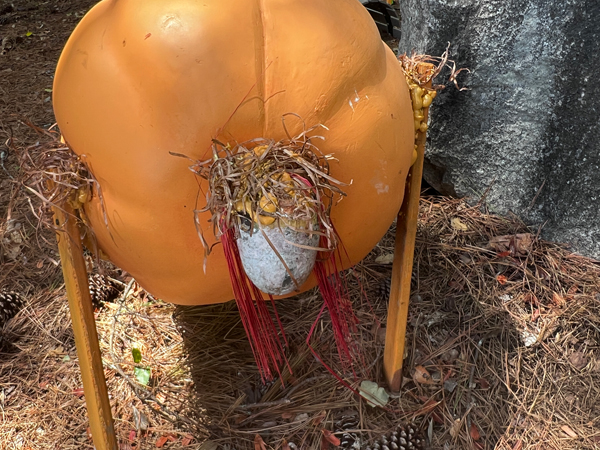 goats face on a pumpkin