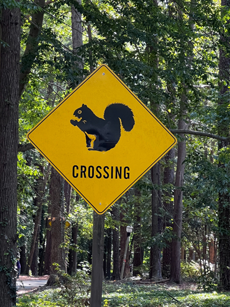 squirrel crossing sign