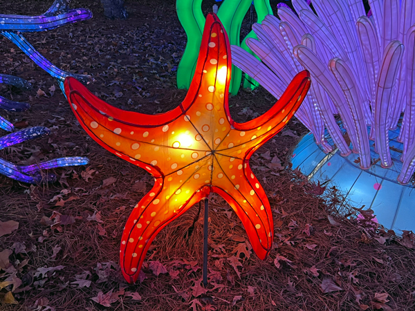 starfish