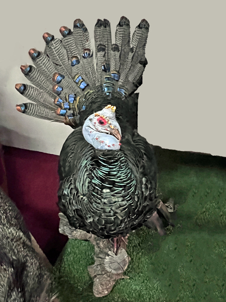 turkey