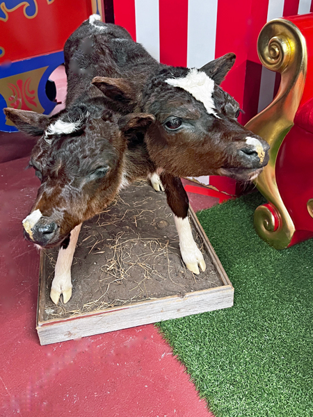 2-headed calf