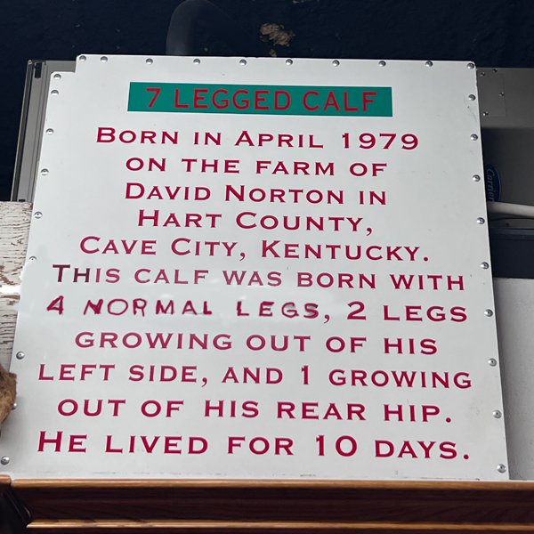 2-headed calf sign