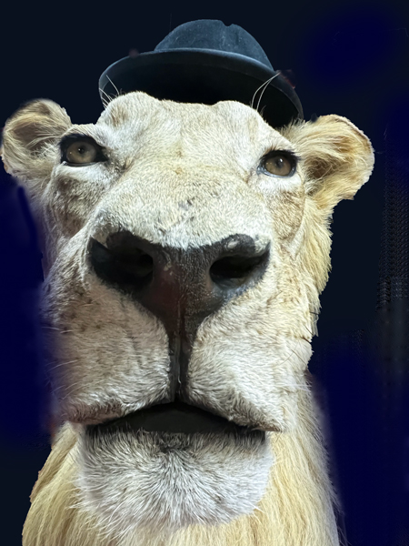 animal in a hat