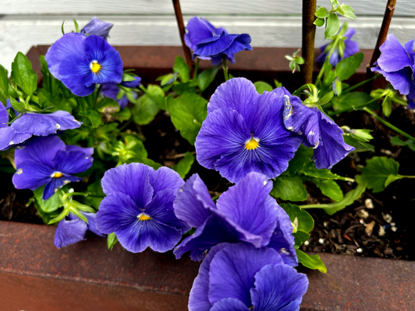 flowers