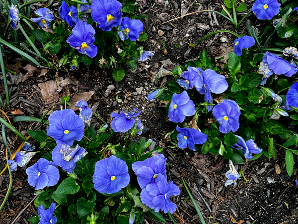 flowers