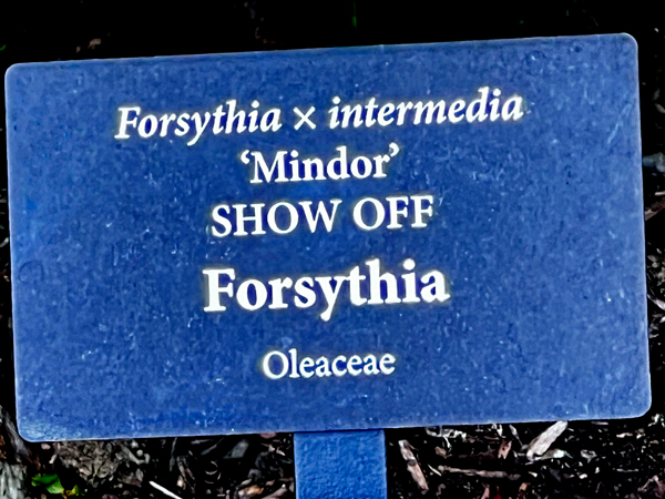 Forsythia flower sign