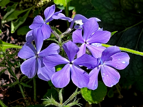 Coral Bells