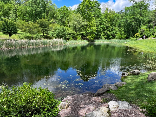 Vibrant Pond