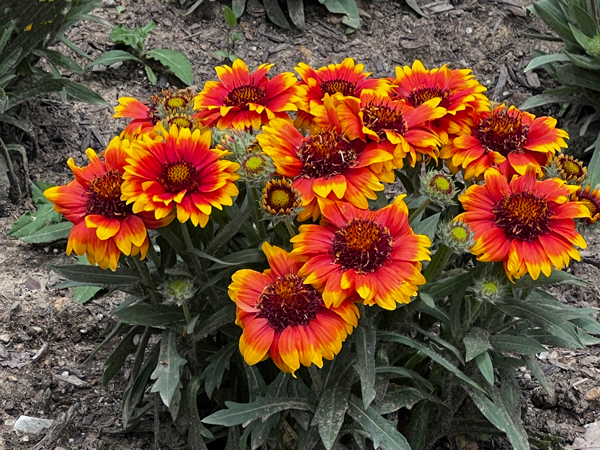 Arizona Sun flowers