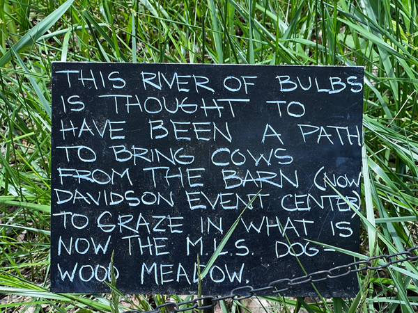 River of Bulbs