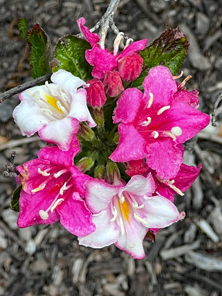 flowers