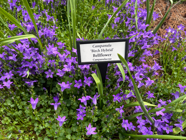 Bellflower and sign