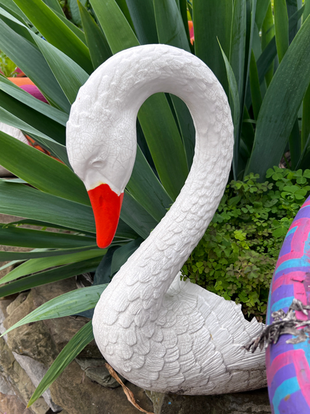 swan 