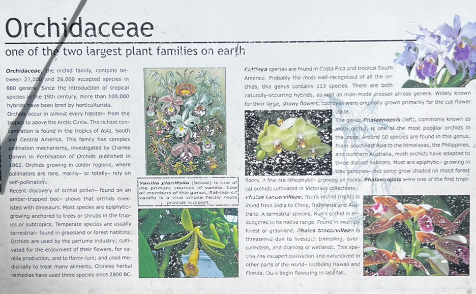 about orchids