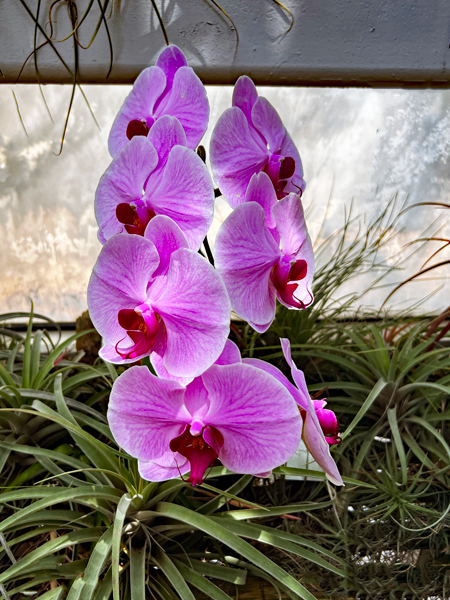 orcid