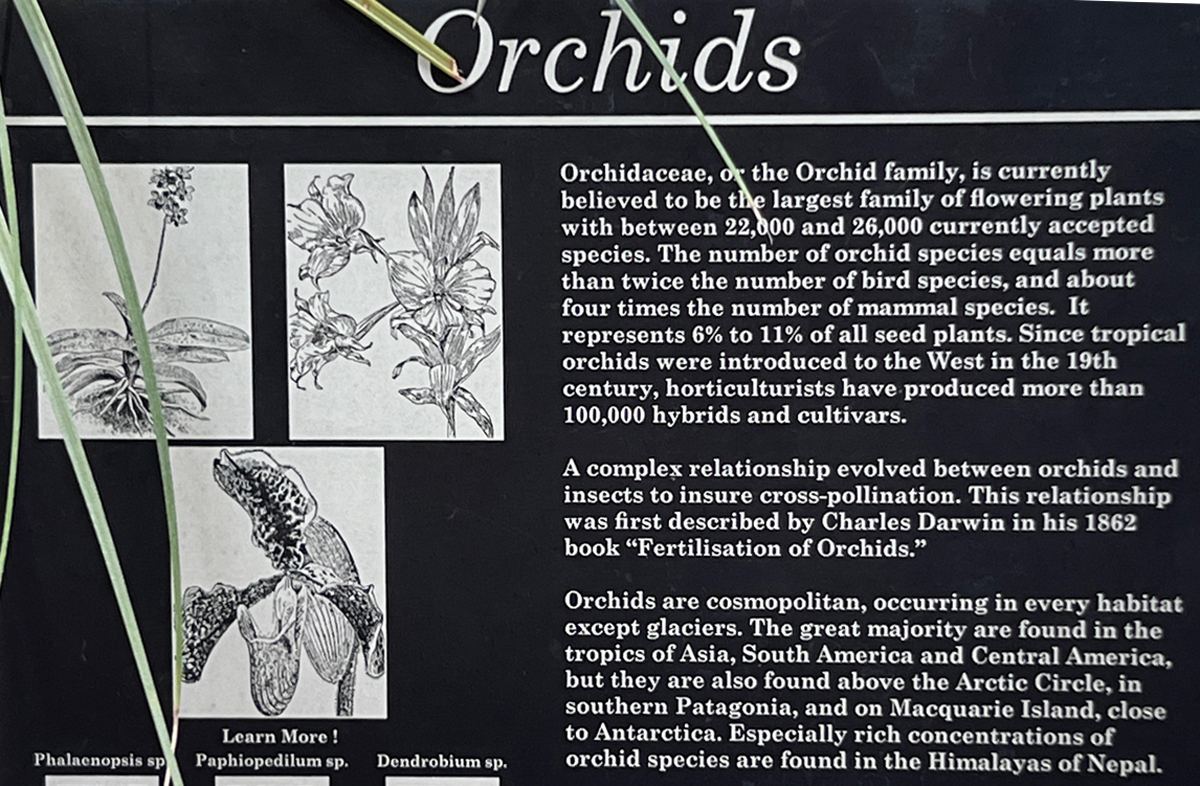aboutorchids