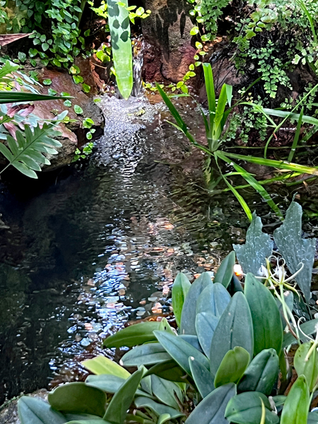 pond