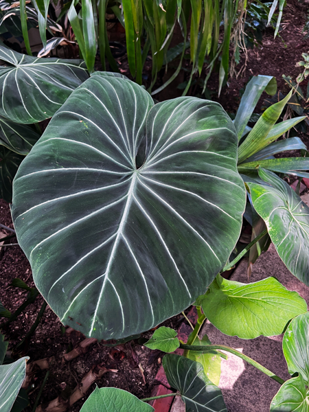 leaves in pond