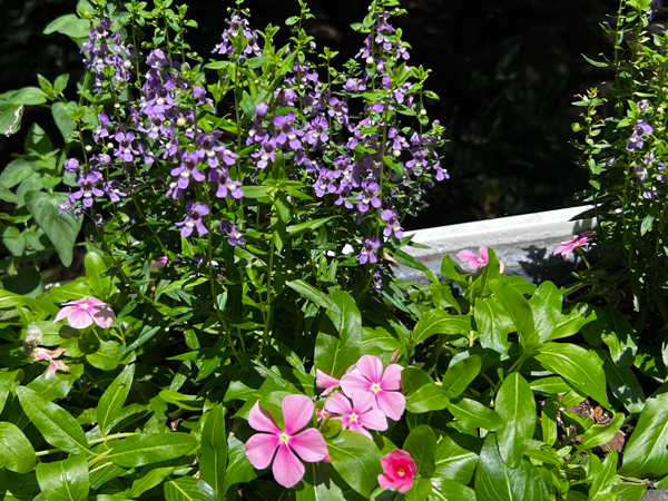 flowers