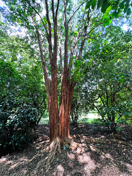 tree