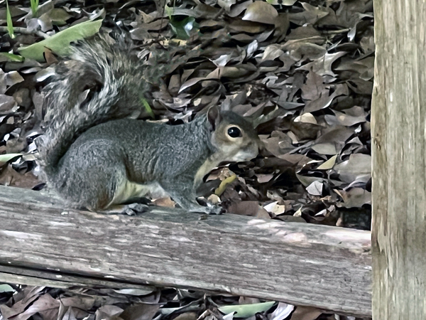 squirrel