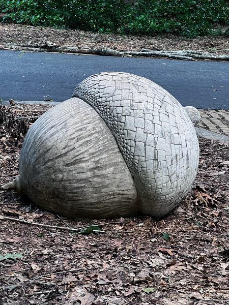 giant chestnut