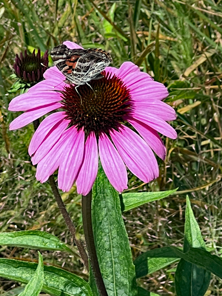 flower and butterfly