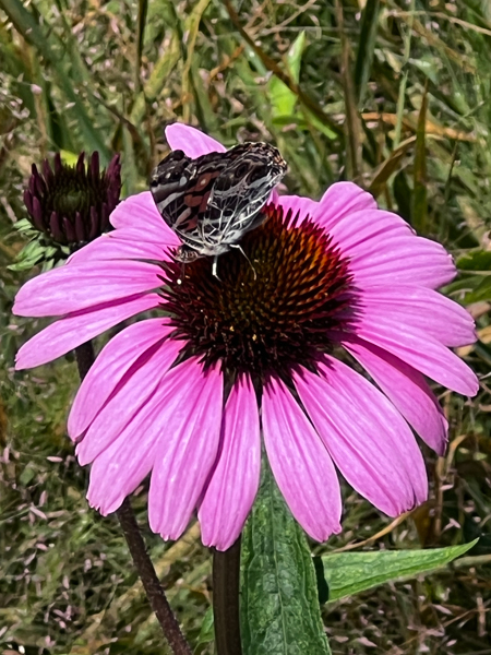 flower and butterfly