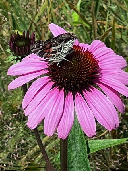 flower and butterfly