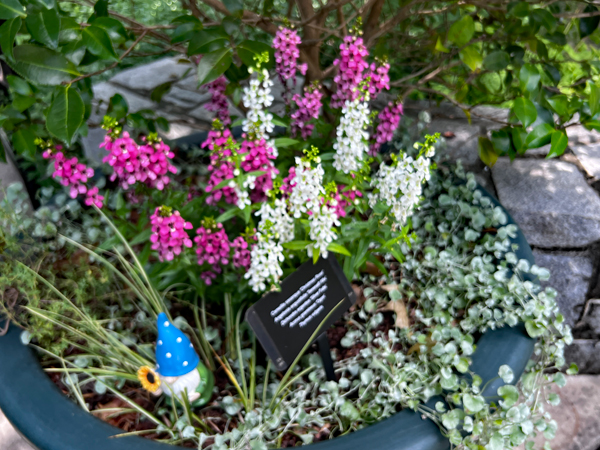 gnome and flowers