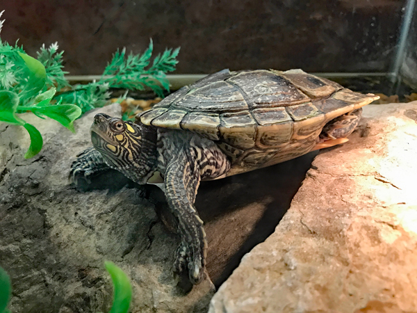turtle