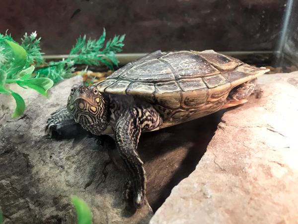 turtle