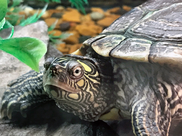 turtle