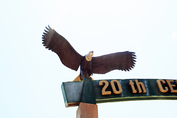 Bald Eagle 