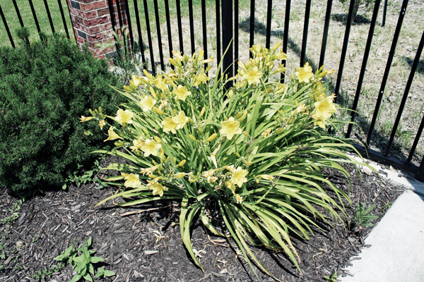 flowers