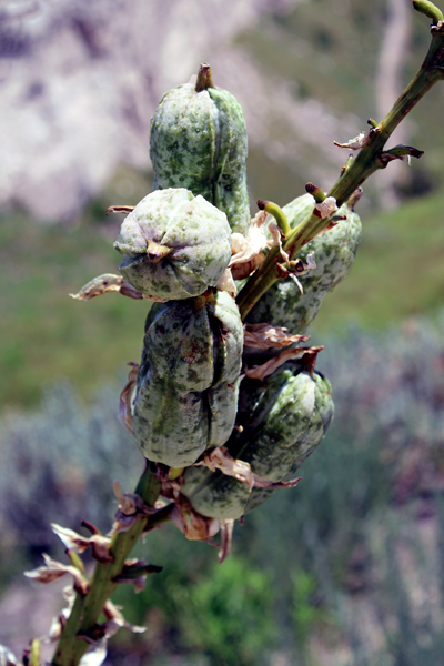 plant growth