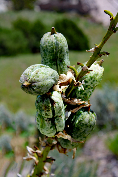 plant growth