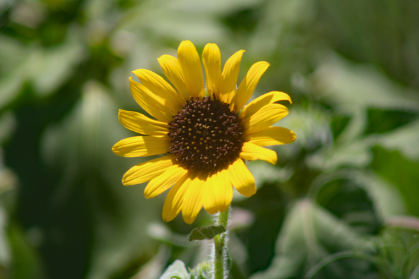 sunflower
