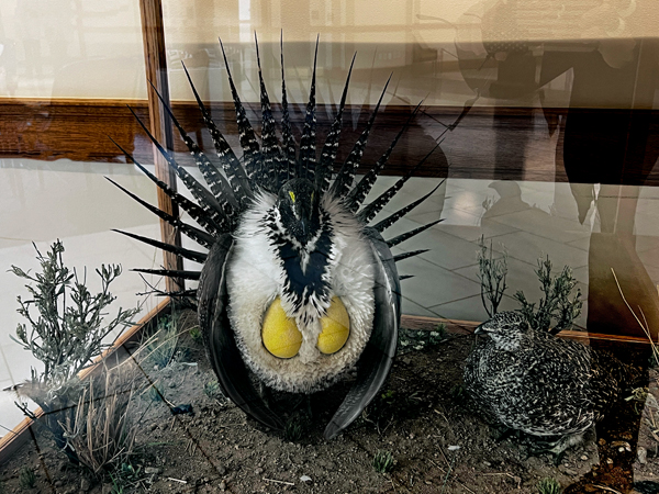 Greater Sage-grouse Display