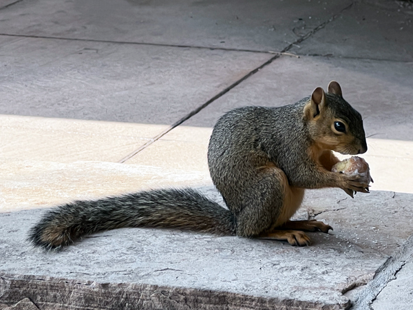 asquirrel eating a nut