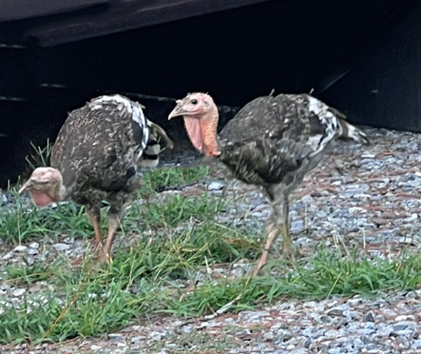 wild turkerys