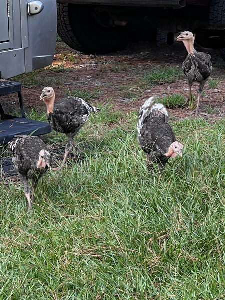 four wild turkeys in the yard