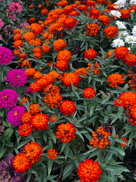 flowers at at JC Raulston Arboretum