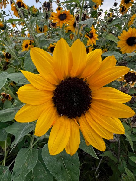 sunflowers at at JC Raulston Arboretum